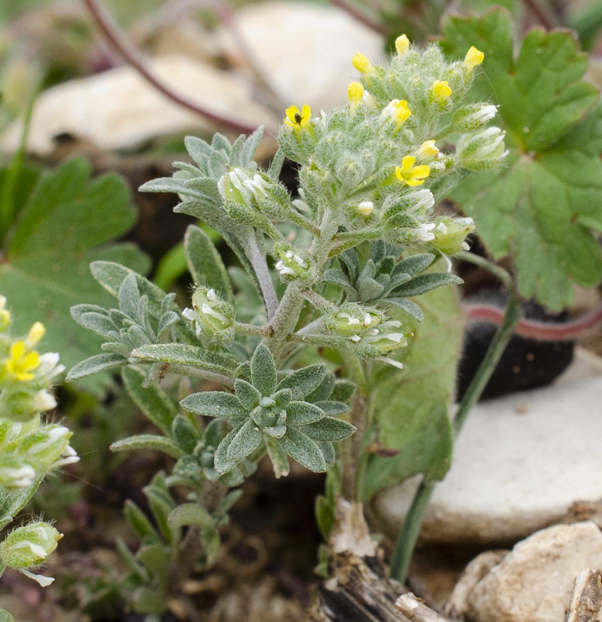 Habitus